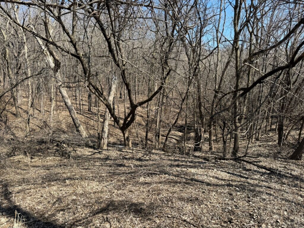 Wooded area on the Eden Springs property